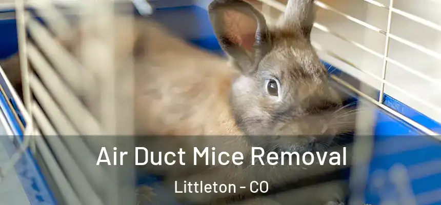  Air Duct Mice Removal Littleton - CO